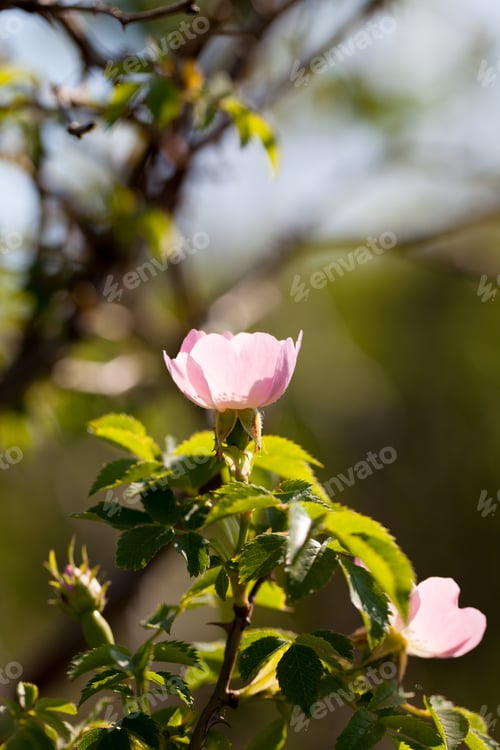Preview: Rose Hips Flowers And Bush In A Summer Day