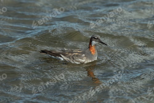 Preview: Red-Necked Phalarope (Phalaropus Lobatus) Iceland