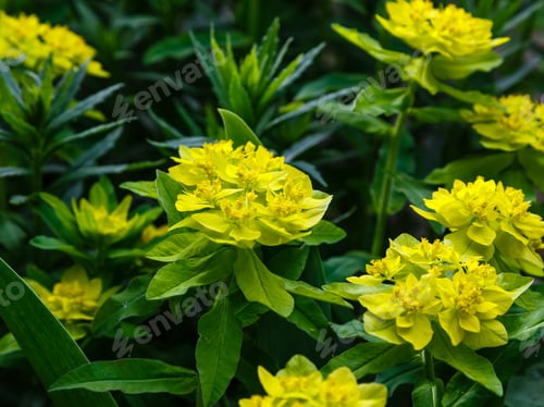 Preview: Cushion Spurge Flowers (Euphorbia Polychroma Or Euphorbia Epithymoides) In Spring Garden