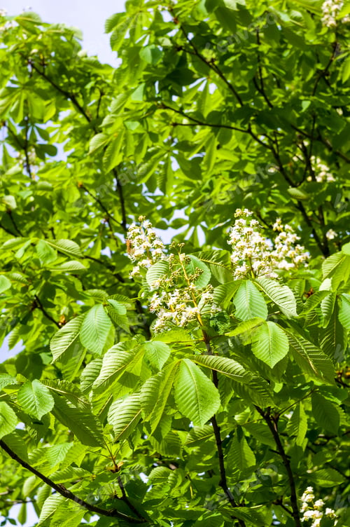 Preview: Flowering Branches Of Chestnut Castanea Sativa Tree, And Bright Blue Sky