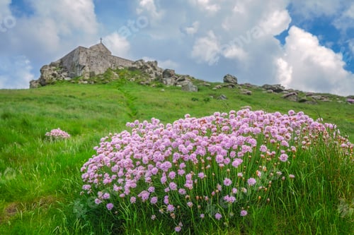 Preview: Pink Sea Thrift Flowers And Saint Nicholas Chapel In Saint Ives, Cornwall, Uk