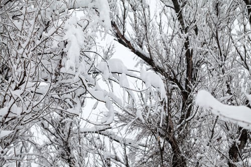 Preview: Snowing Landscape In The Park. High Quality And Beautiful Details