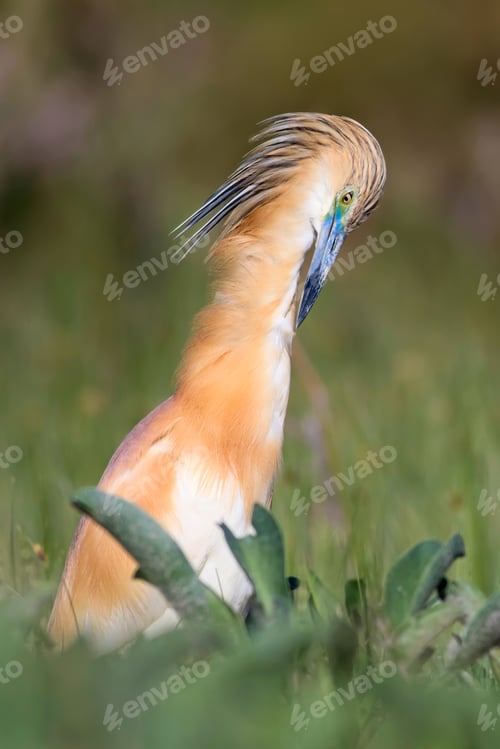 Preview: Heron. Nature Background. Bird: Squacco Heron. Ardeola Ralloides