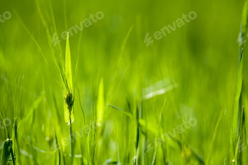 Preview: Texture And Background With Green Grass
