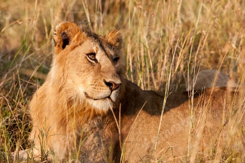 Preview: African Lion In The Maasai Mara National Park, Kenya