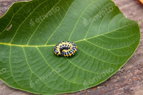 Preview: Beautiful Caterpillar Creeps On Big Green Leaf. Caterpillar Of The Old World Swallowtail (Papilio