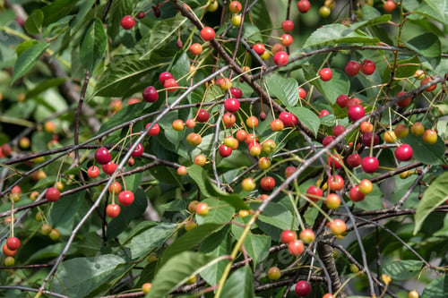Preview: Cherry Tree Close Up With Almost Red Cherries Ready For Harvest
