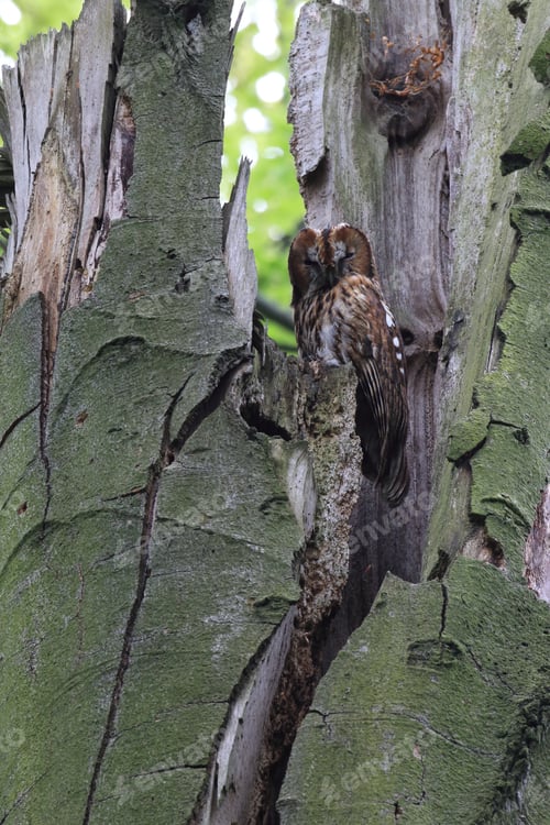 Preview: Tawny Owl Or Brown Owl (Strix Aluco) In A Hollow Tree Stump Germany