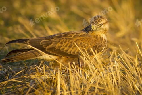 Preview: Wild Bird Buzzard And Dry Grass Long-Legged Buzzard / Buteo Rufinus