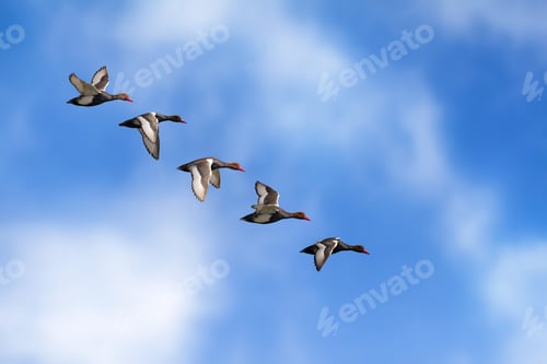 Preview: Flying Duck. Isolated Ducks. Blue Sky Background. Bird: Red Crested Pochard. Netta Rufina.