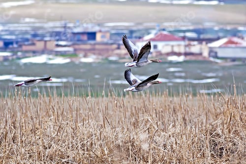 Preview: Flying Goose. Blue, Yellow And Green Nature Background. Birds: Greylag Goose. Anser Anser.