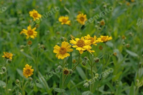 Preview: Yellow Flowering Plant (Arnica Foliosa) Used In Herbal Medicine In The Garden