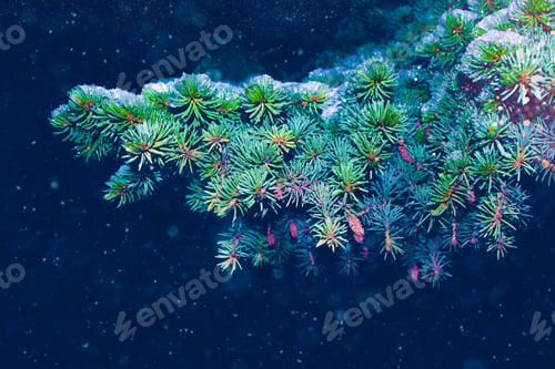 Preview: Frozen Winter Forest With Snow Covered Trees. Outdoor