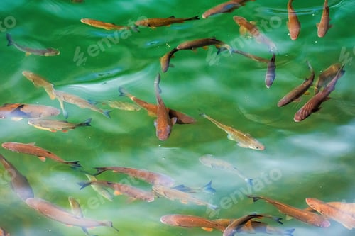 Preview: Trout Fishing Background. Fish Swimming In Almost Transparent Water Of A Natural Lake. View From