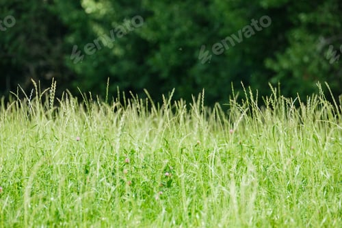 Preview: Green Summer Meadow Abstract Texture With Purple Flowers And Foliage