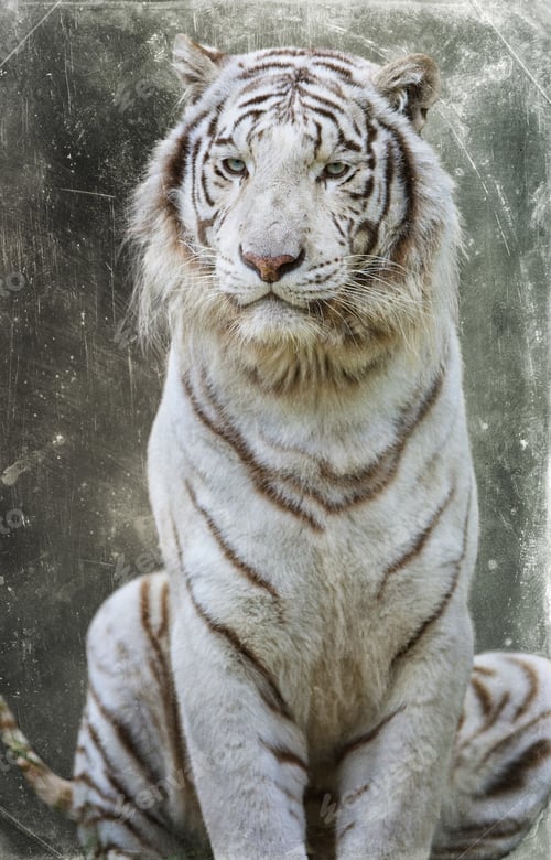 Preview: White Bengal Tiger, Isolated On Textured Grunge Background