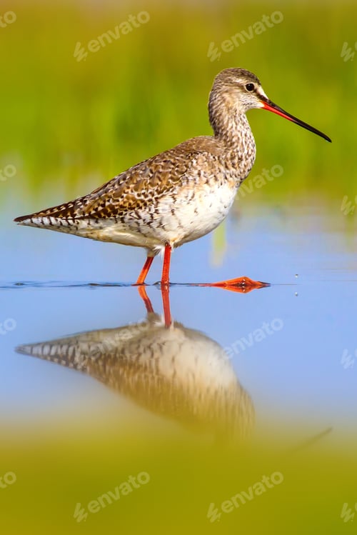 Preview: Water Bird. Colorful Nature Background.