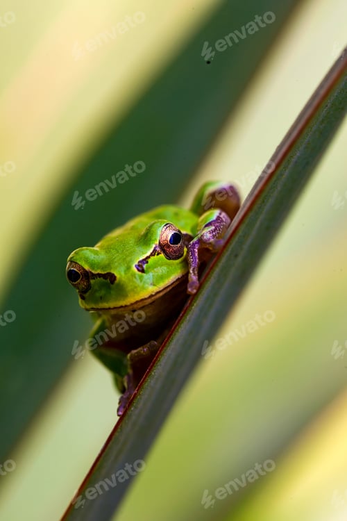 Preview: Cute Tree Frog. Green Nature Background.