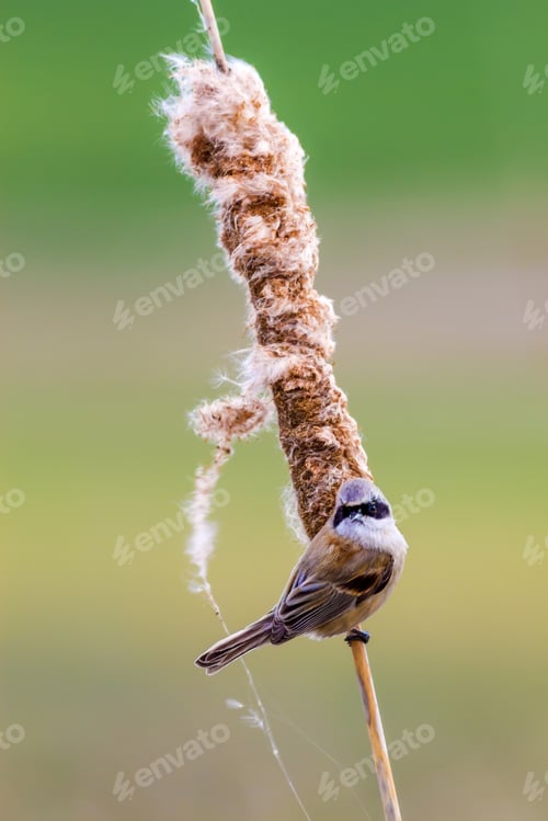 Preview: Cute Little Bird. Lake Habitat. Yellow Reeds. Nature Background. Bird: Eurasian Penduline Tit