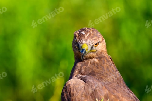 Preview: Bird Of Prey. Portrait Of Buzzard. Green Nature Background.