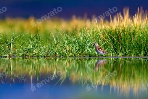 Preview: Wetland And Water Bird. Green Nature Background. Bird: Little Stint.