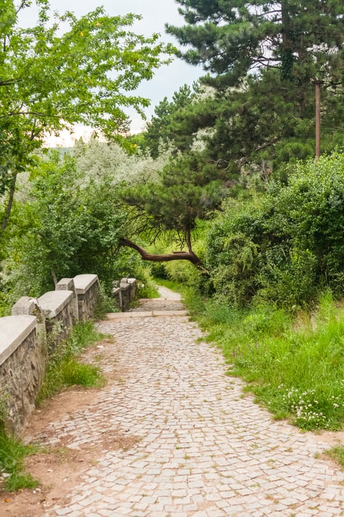 Preview: Park Alley And Vegetation