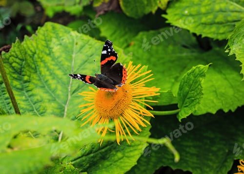 Preview: Beautiful Butterflies On The Flowers Of Inula High (Inula Helenium L. )