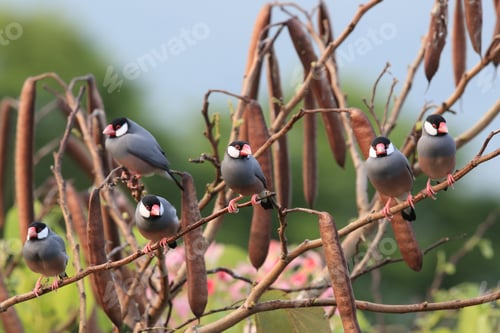 Preview: Java Sparrow Big Island Hawaii