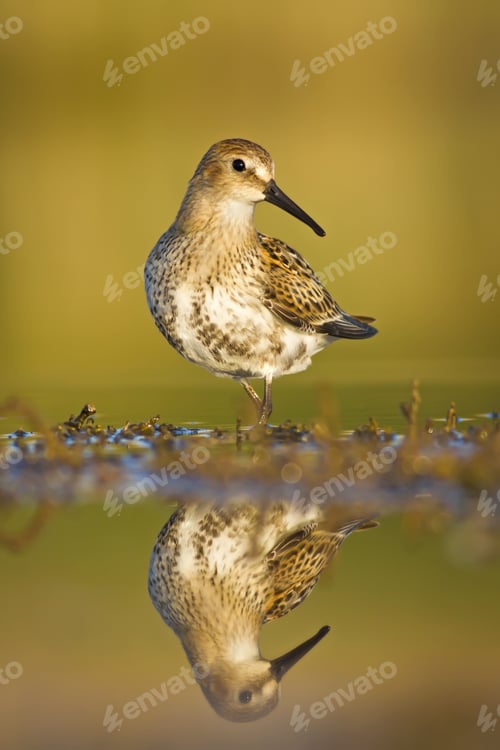 Preview: Nature Habitat And Water Bird. Feeding Bird. Green Yellow Nature Background. Common Water Bird