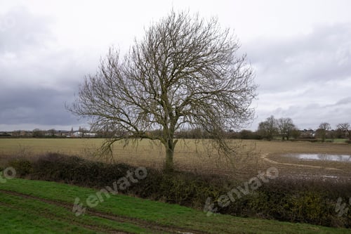 Preview: Bare Autumn Tree On Farm Land