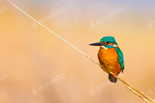 Preview: Cute Bird Kingfisher. Yellow Nature Background. Common Kingfisher Alcedo Atthis
