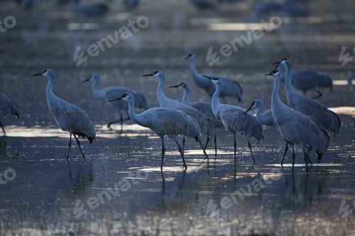 Preview: Sandhill Crane Bosque Del Apache Wildlife Reserve New Mexico Usa