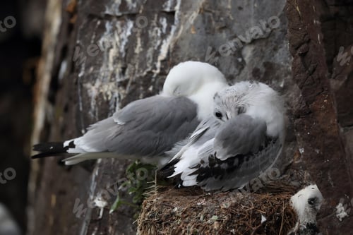 Preview: Black-Legged Kittiwake (Rissa Tridactyla) , Iceland, Polar Regions
