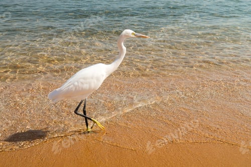 Preview: Great Egret (Ardea Alba)