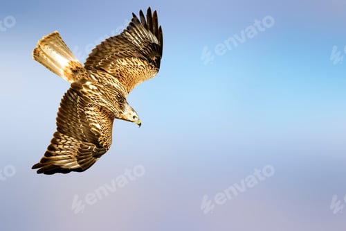Preview: Flying Buzzard. Bird Of Prey. Blue Sky Background. Isolated Image.