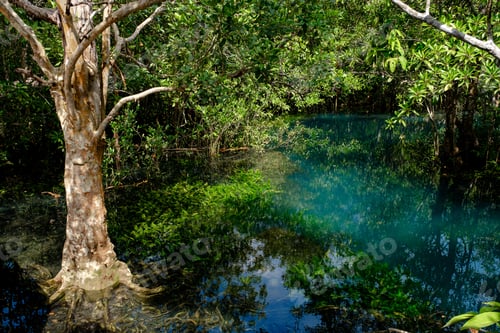 Preview: Emerald Pool Or Tha Pom Klong Song Nam At Krabi Province, Thailand. Amazing Crystal Clear Emerald