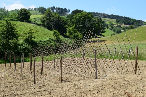 Preview: Trellis In Horticulture In The Basque Country