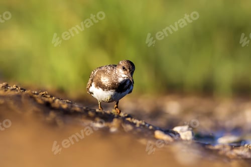 Preview: Water Bird. Blue Yellow Green Nature Background. Bird: Ruddy Turnstone.