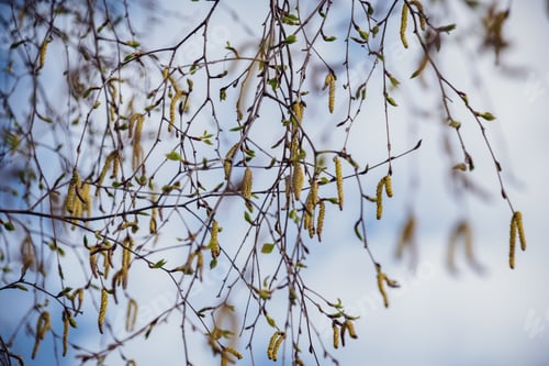 Preview: Spring Blossoms And Leaves On Birch Trees On Blur Background. Rural Scene