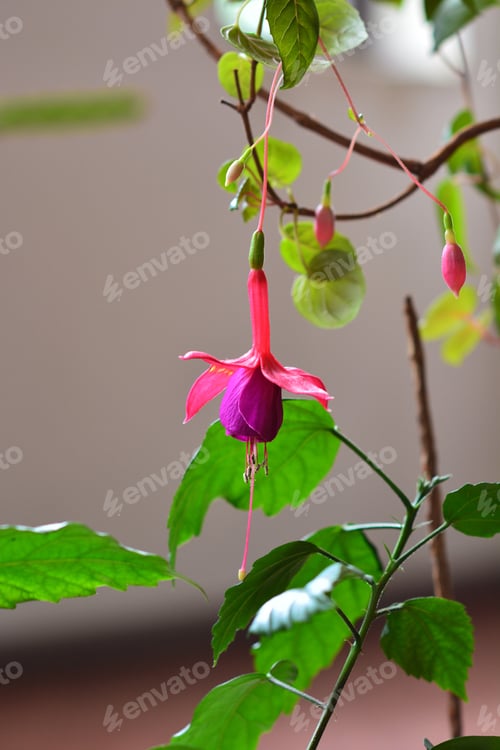 Preview: Fuchsia Flower In Bloom