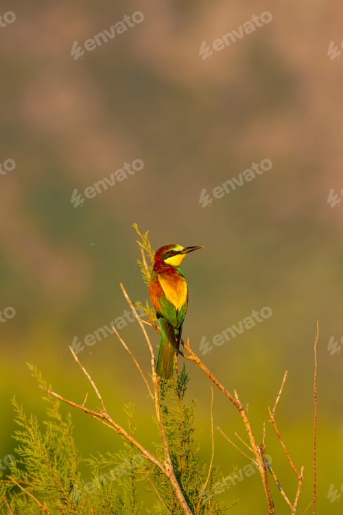 Preview: Colorful Bird. European Bee Eater. Green Nature Background.