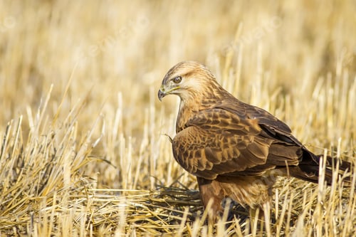 Preview: Wild Bird Hawk Dry Yellow Background Long Legged Buzzard / Buteo Rufinus