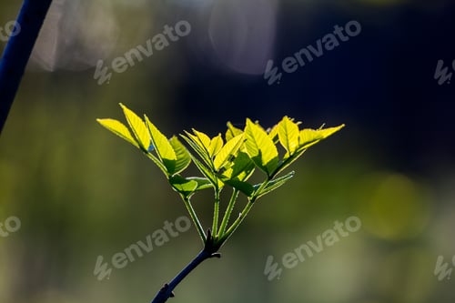 Preview: Light Green Leaves On Dark Green, Natural Background