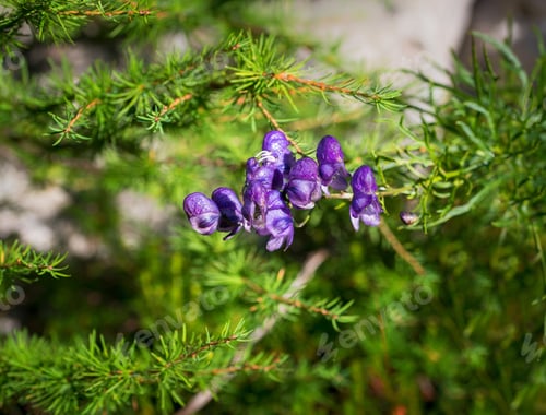Preview: Purple Flowers In The Mountains