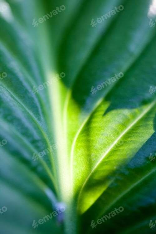Preview: Green, Abstract Composition With Leaf Texture And Soft Focus