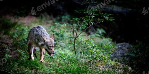 Preview: Wolf In The Bavarian Forest National Park, Bavaria, Germany
