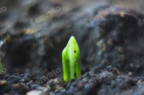 Preview: Growing Little Green Sprouts Of Young Plants In Sunlight