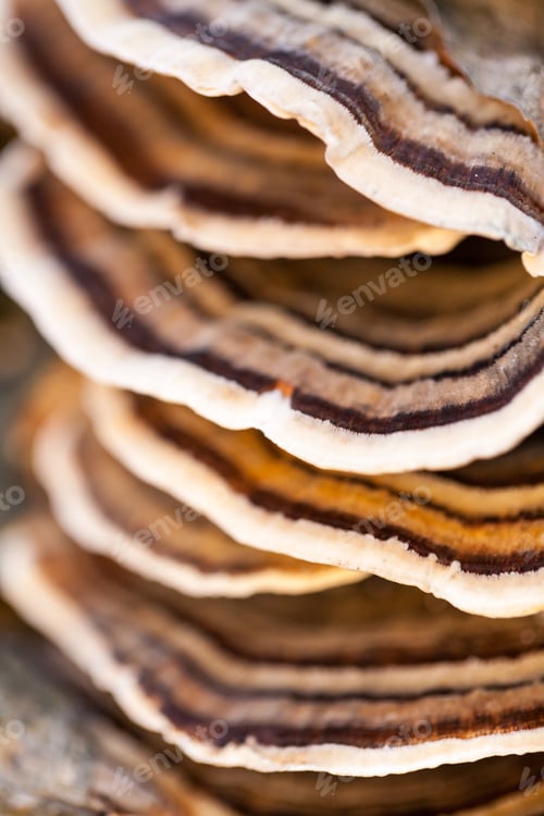 Preview: Colorful Tree Mushrooms On An Old Trunk With Natural Background - Beautiful Details