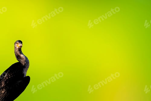 Preview: Great Cormorant. Green Nature Background. Phalacrocorax Carbo