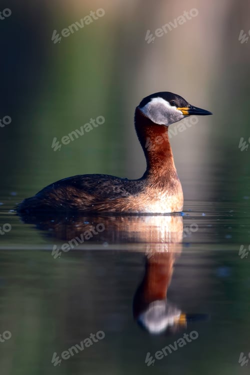 Preview: Swimming Bird. Nature Background. Bird: Red Necked Grebe. Podiceps Grisegena.